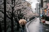 林雨霞(林雨霞：华语流行乐坛中的一股清流)