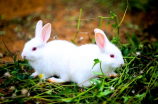 兔头卖爆了，是什么让这种可爱动物变成了网红？